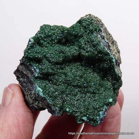 Malachite on a conglomorate matrix, including shattuckite - DRC (Congo)